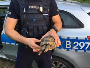Znaleziony żółw trafił we właściwe ręce.