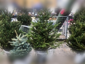 CHOINKA – TYLKO Z LEGALNEGO ŹRÓDŁA