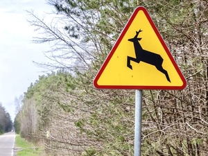 Migracji dzikiej zwierzyny.