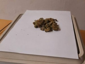 Na zdjęciu widoczna marihuana wyłożona na wadze